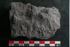 Foto (Detailansicht) von Callipteris sp.  (NHMW-GEO-2024-0188-10912)